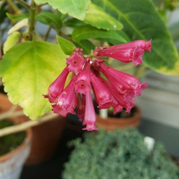 Cestrum elegans Blüte