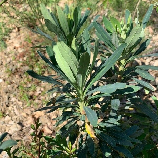 Euphorbia characias Foglia