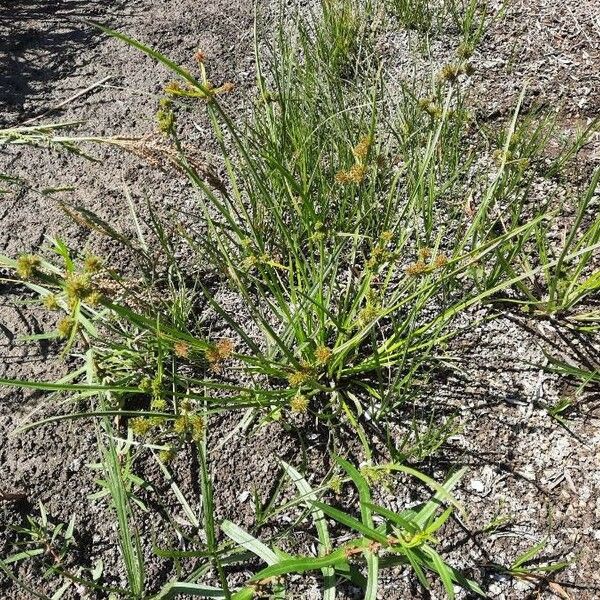 Cyperus difformis ശീലം