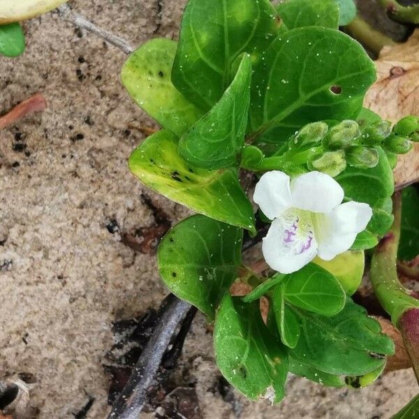 Asystasia gangetica Blomma