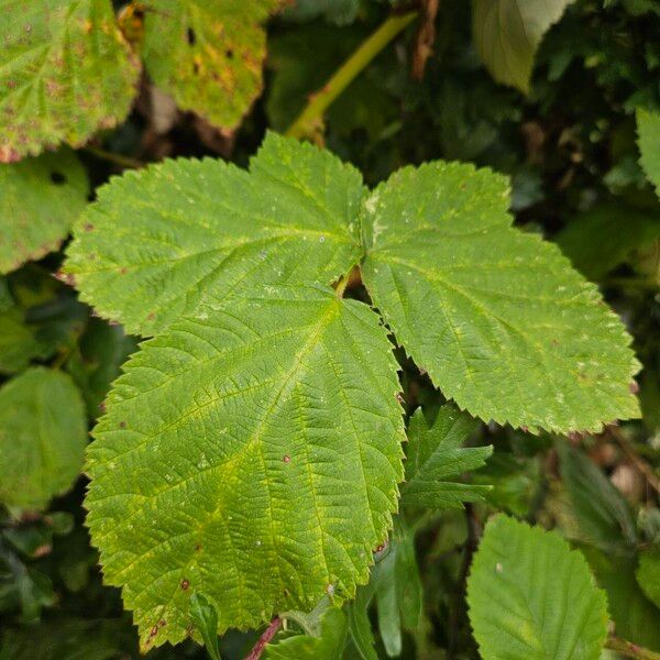 Rubus pruinosus 葉