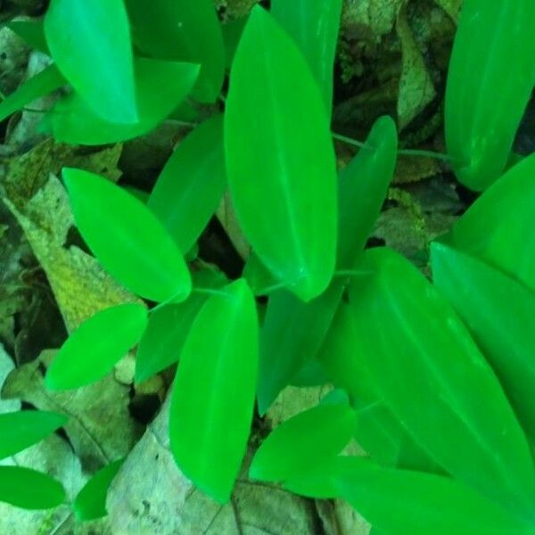 Uvularia perfoliata Leaf