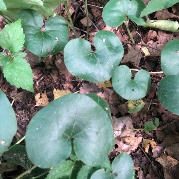 Asarum europaeum ഇല