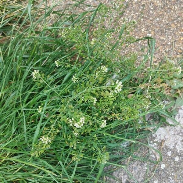 Lepidium virginicum Blad