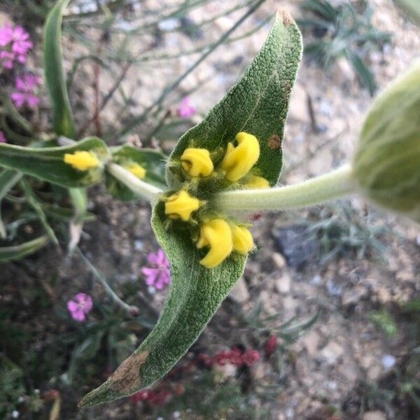 Phlomis lychnitis Květ