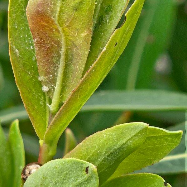 Salix purpurea Blatt