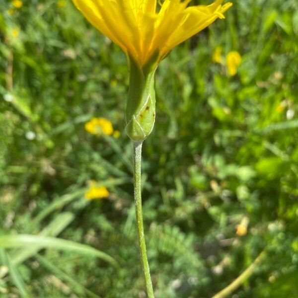 Scorzonera hispanica Kwiat