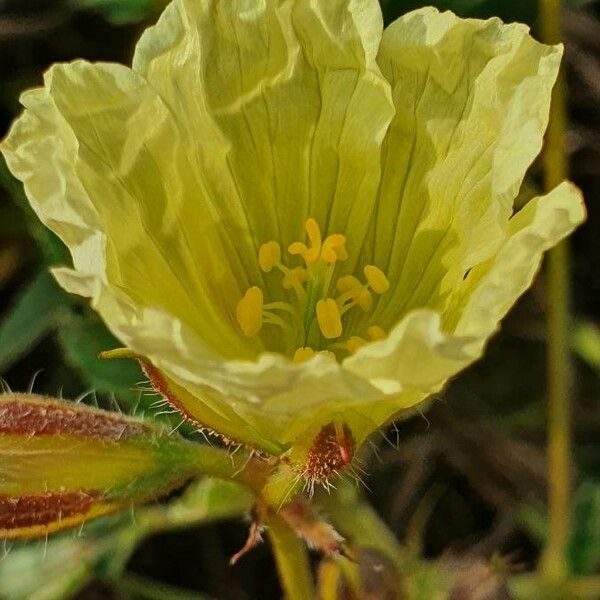 Monsonia longipes Blomma