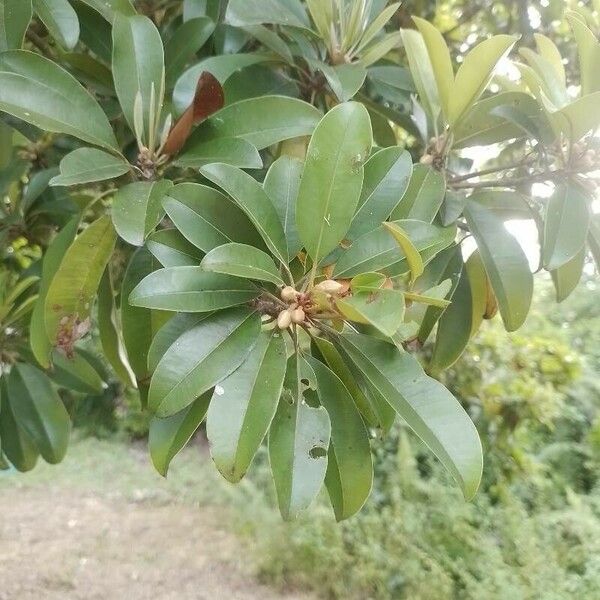 Manilkara zapota Folha