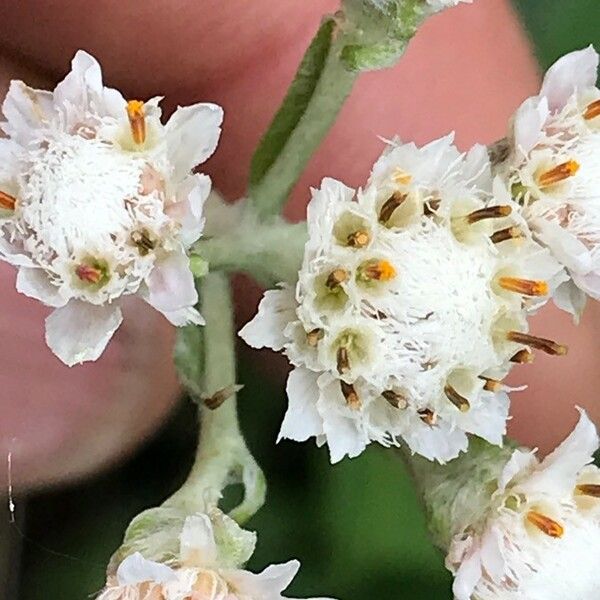 Antennaria plantaginifolia Flower