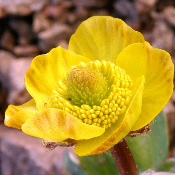 Ranunculus eschscholtzii Flower