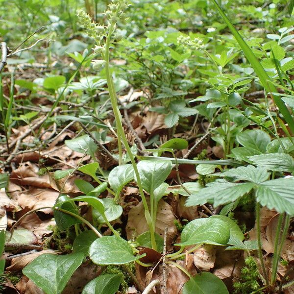 Pyrola rotundifolia ശീലം