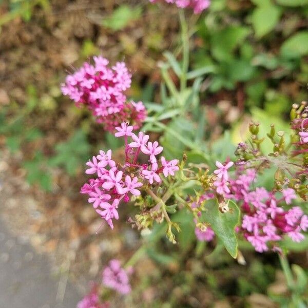 Centranthus lecoqii Цветок