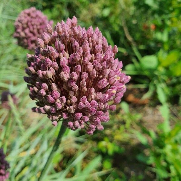 Allium atroviolaceum 花