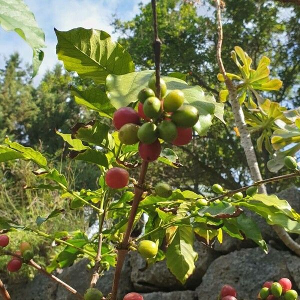 Coffea arabica Fruto