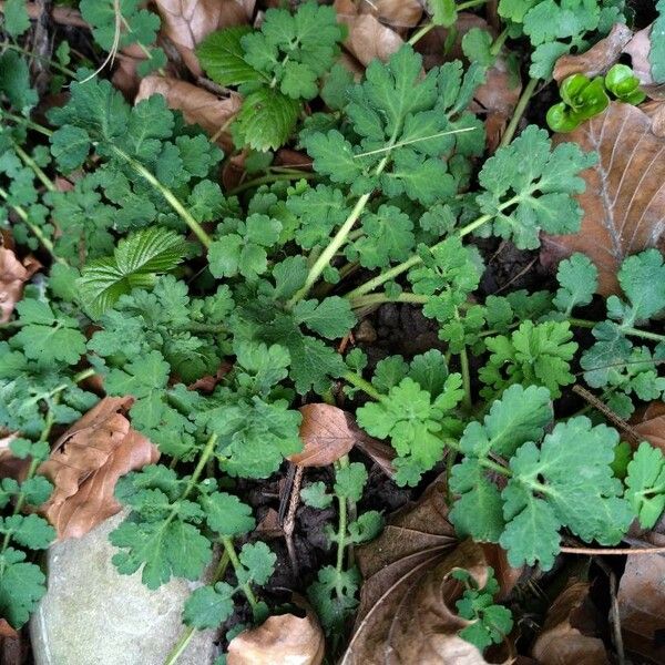 Chelidonium majus Feuille