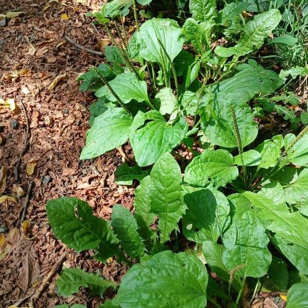 Plantago major Hábitos