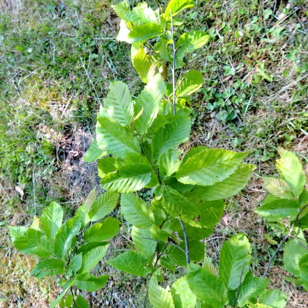 Carpinus caroliniana Liść