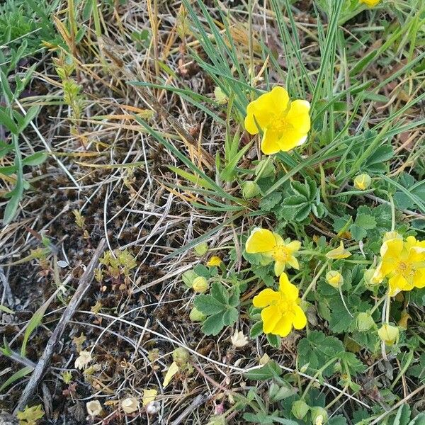 Potentilla cinerea 花