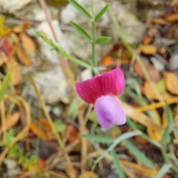 Lathyrus clymenum പുഷ്പം