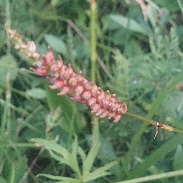 Bistorta vivipara Fruit