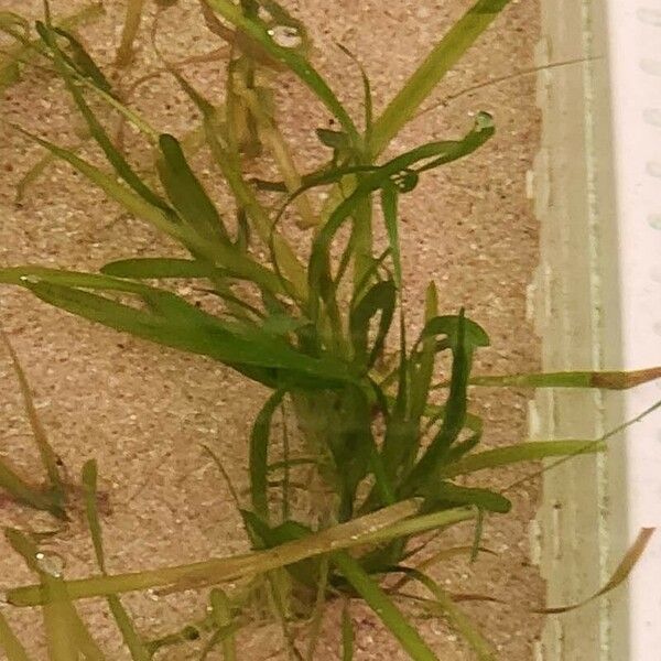 Vallisneria spiralis Otro