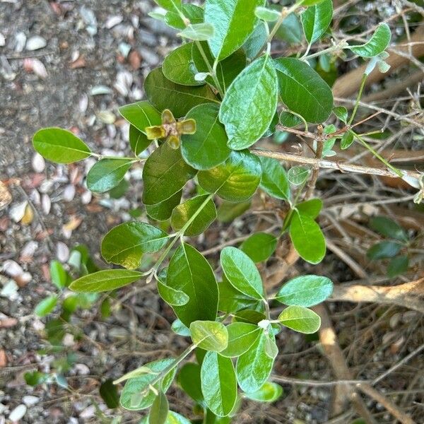 Acca sellowiana Leaf