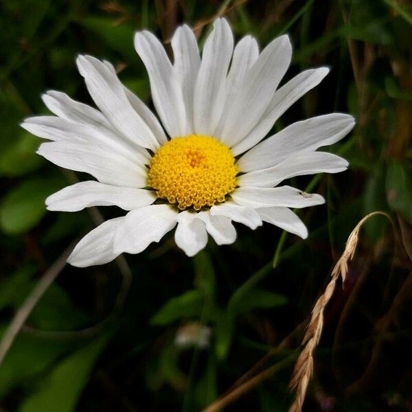 Leucanthemum heterophyllum Квітка