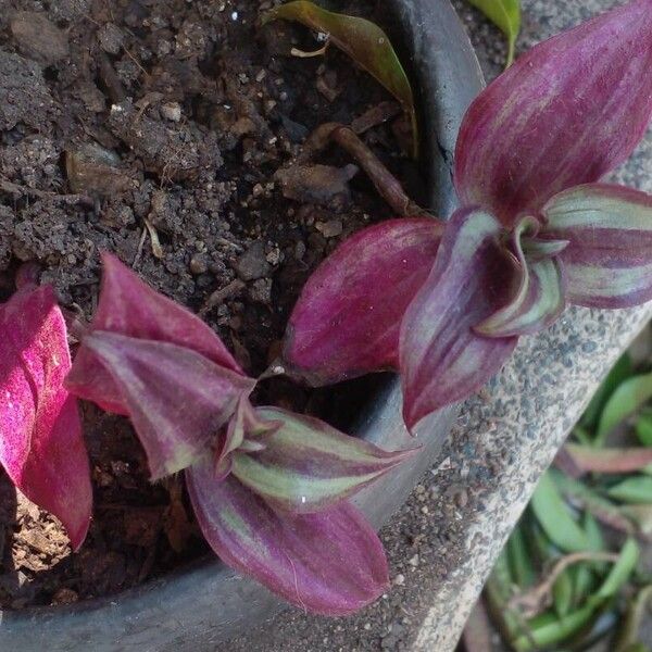 Tradescantia zebrina Листок