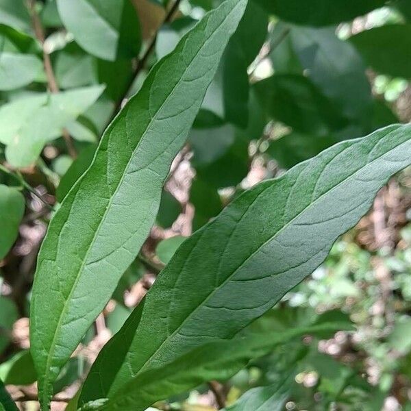 Solanum pseudocapsicum Лист