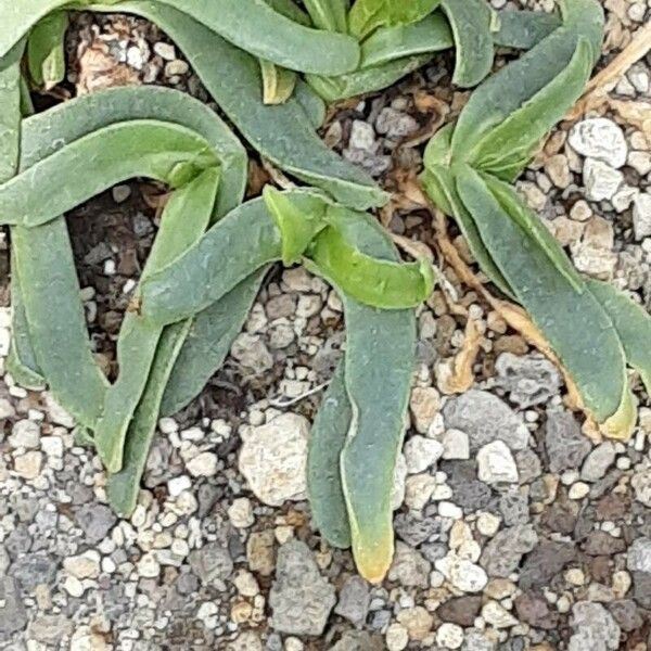 Glottiphyllum depressum برگ