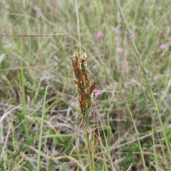 Carex arenaria Leaf