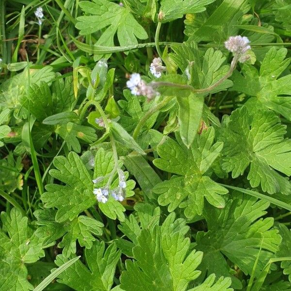 Myosotis arvensis Folla