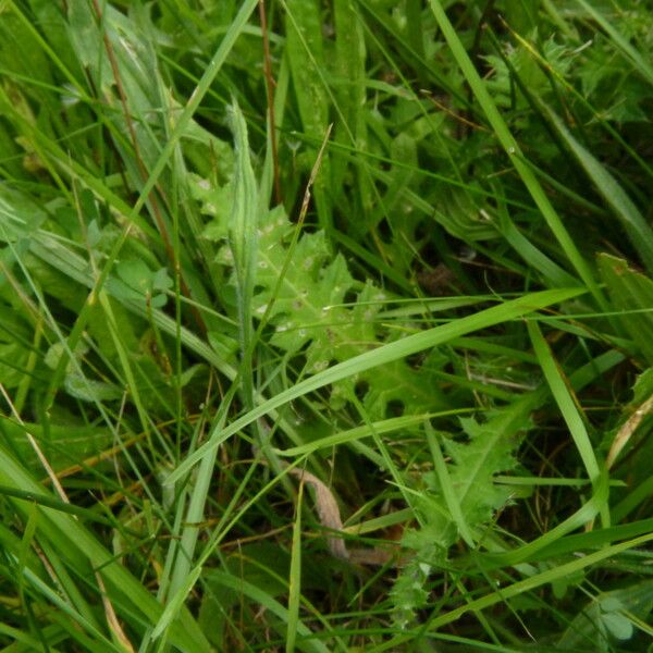 Cirsium filipendulum List