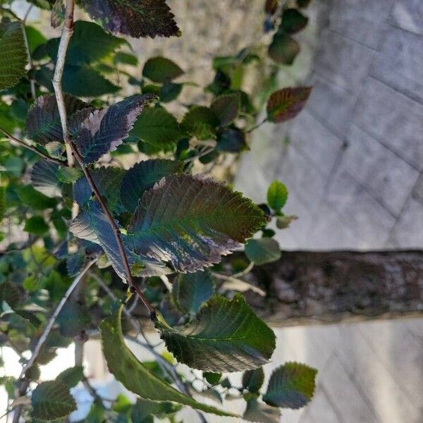 Ulmus glabra Leaf