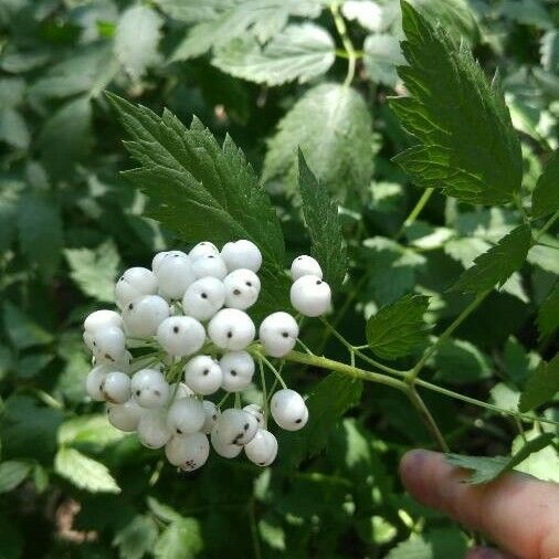 Actaea pachypoda Blatt