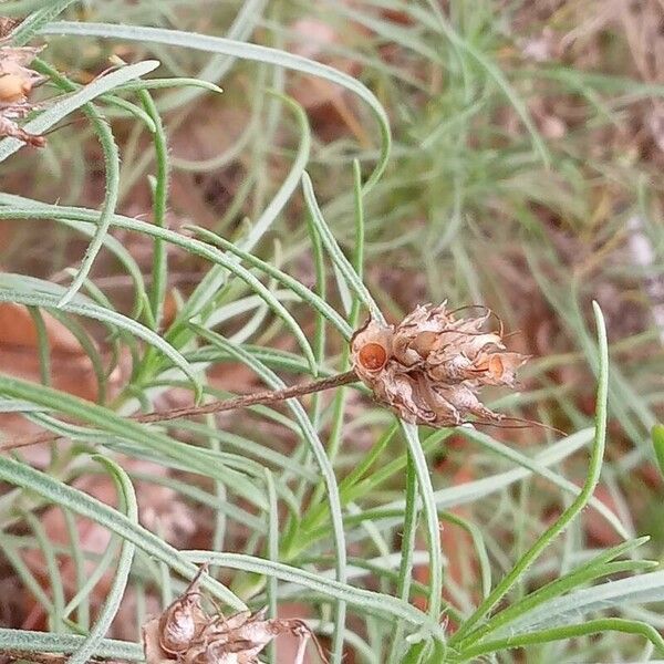 Plantago sempervirens Hedelmä