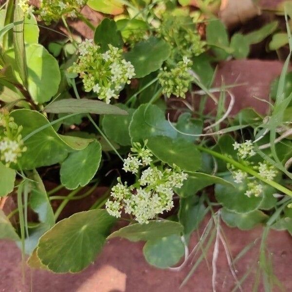 Hydrocotyle umbellata Kukka