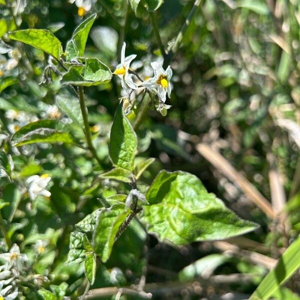 Solanum douglasii 花