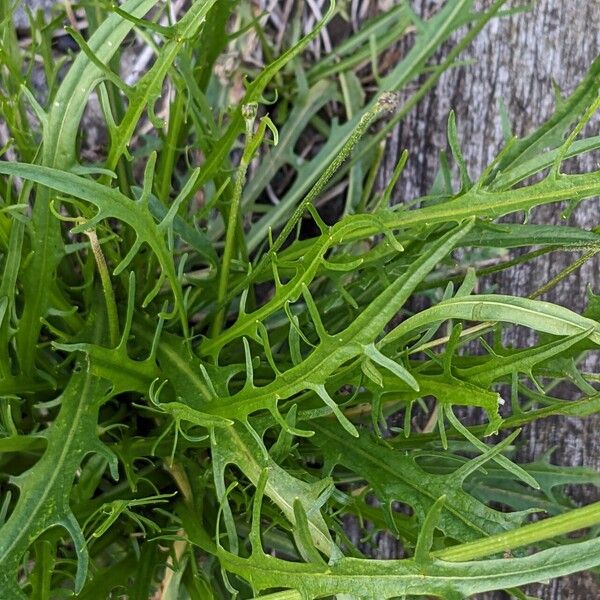 Scorzoneroides autumnalis Blatt