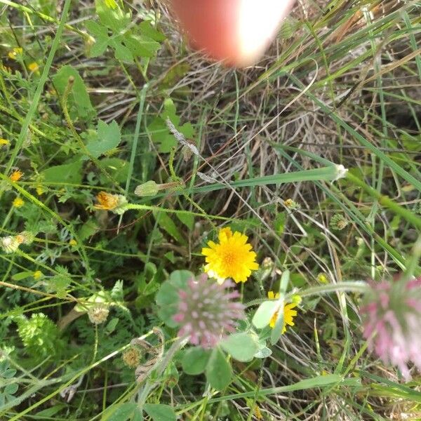 Trifolium hirtum Flower