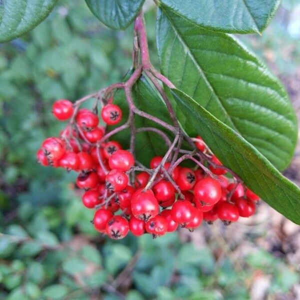 Cotoneaster coriaceus ഫലം