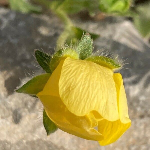 Potentilla crantzii Flower