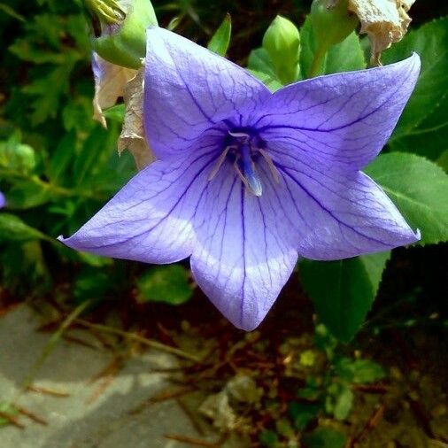 Platycodon grandiflorus Květ