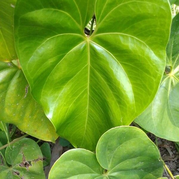 Anthurium faustomirandae Leaf