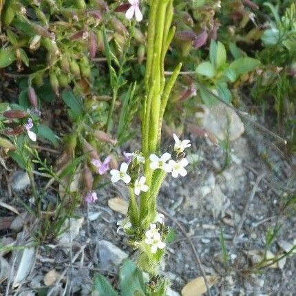 Arabis planisiliqua Цвят