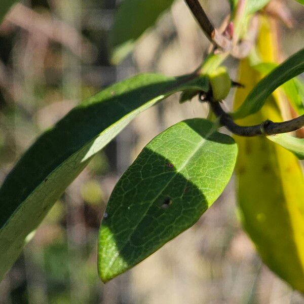 Lonicera periclymenum Leaf