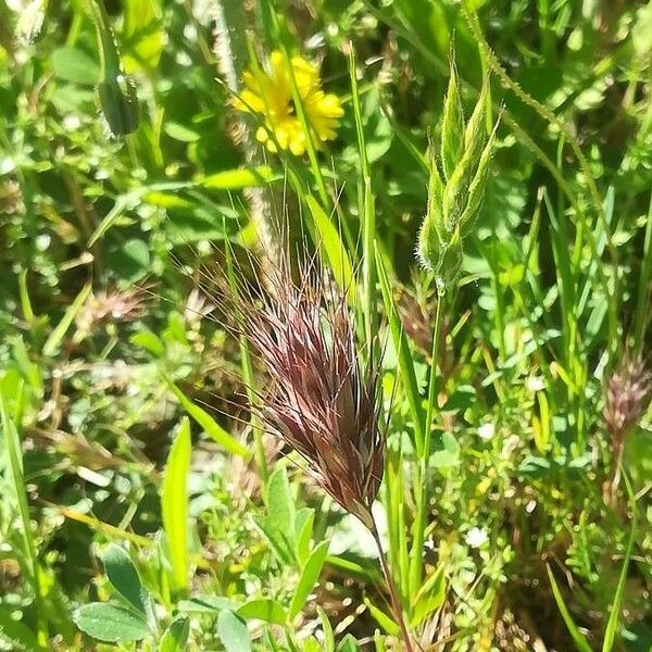 Bromus rubens Blodyn