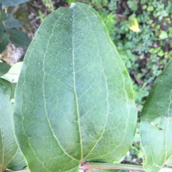 Coriaria ruscifolia Leaf