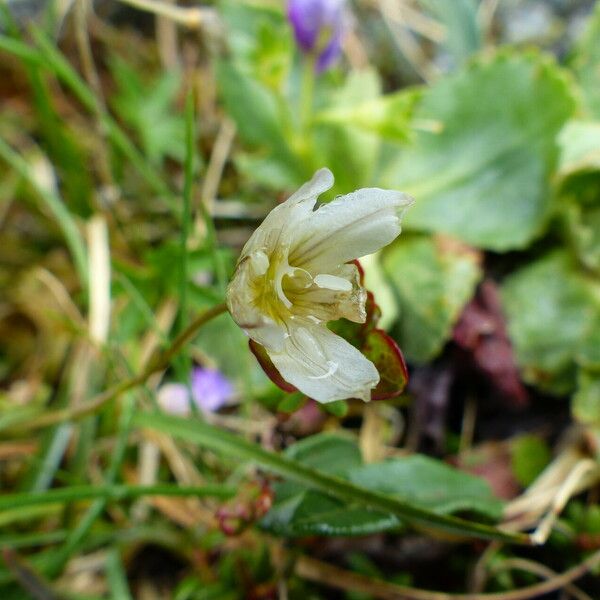 Gagea serotina Blomst